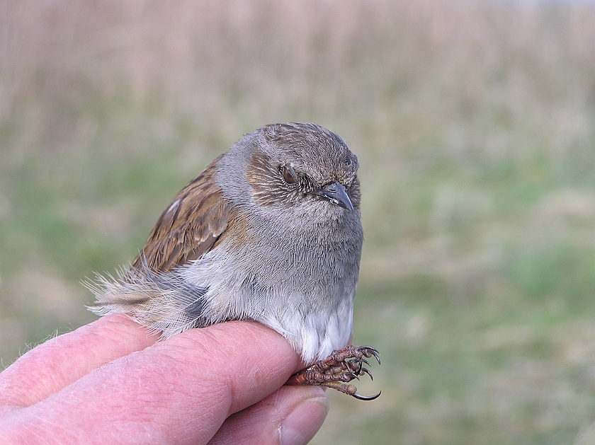 Dunnock, Sundre 20050509